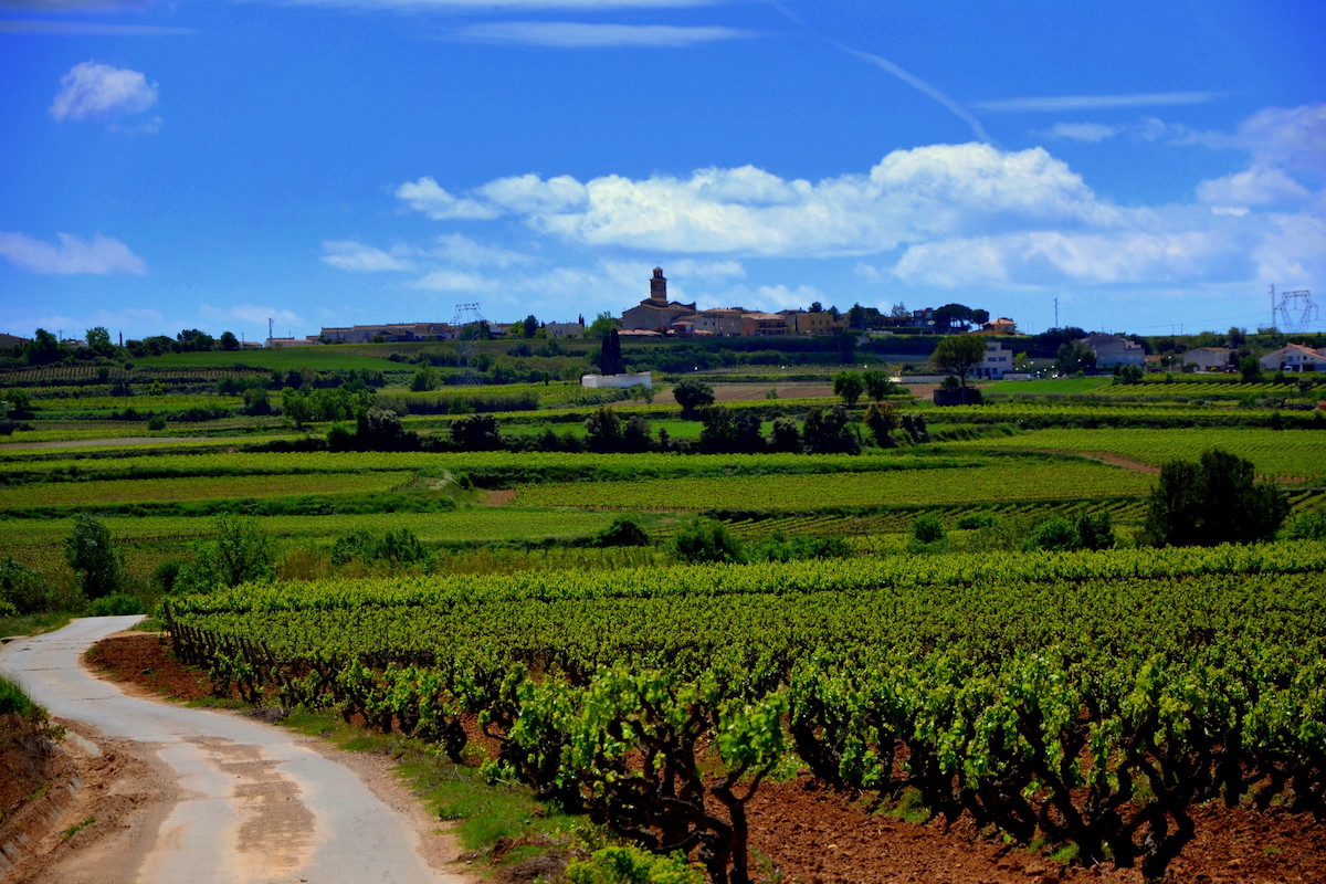 Catalan wine vineyard