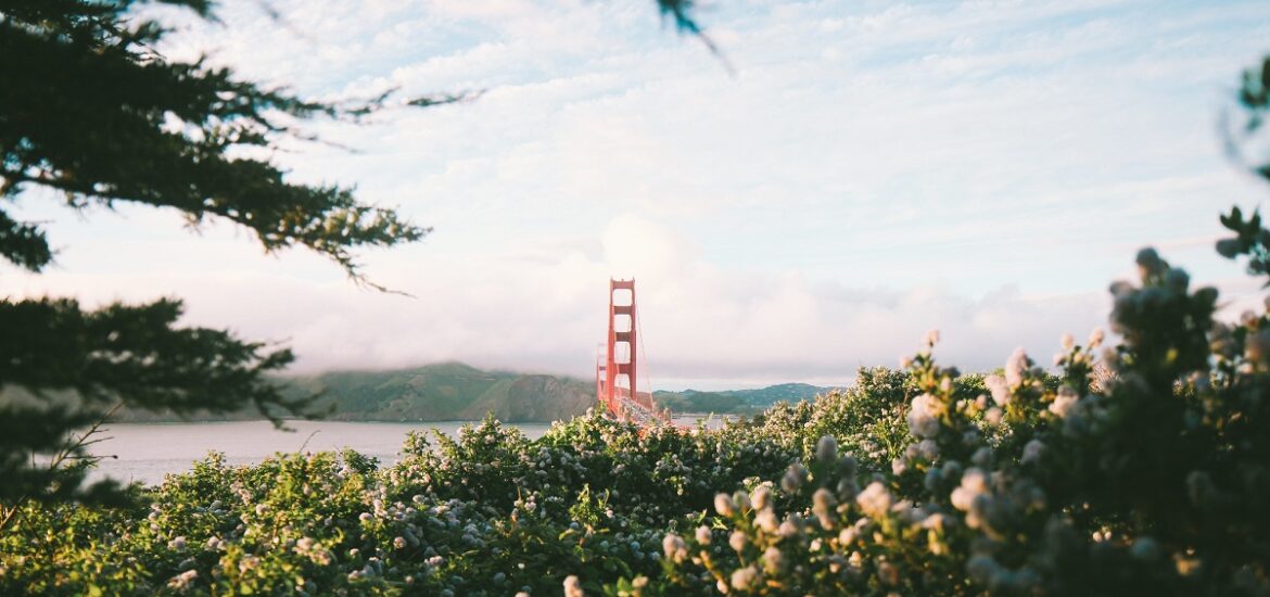 Golden Gate bridge as seen between trees and flowers with water in the distance on a beautiful day