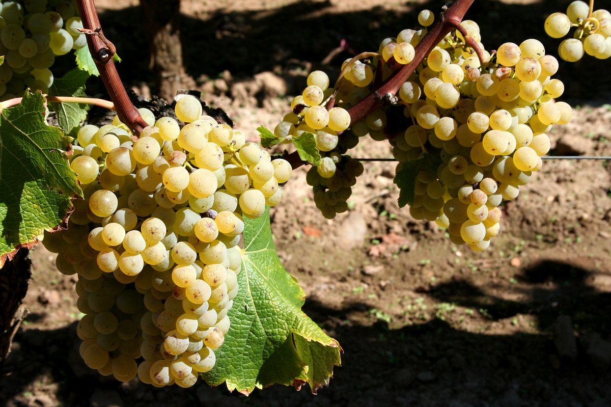 White grapes growing in Graves, Bordeaux, for Sauternes wine