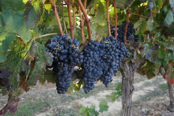 Grapes on a vine