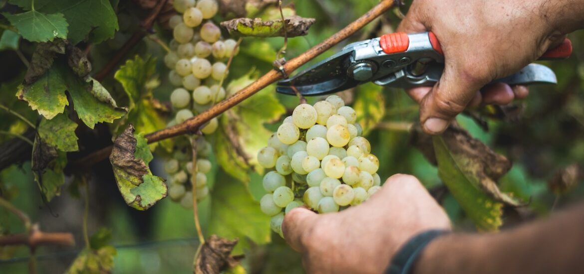 Man harvesting in vineyard