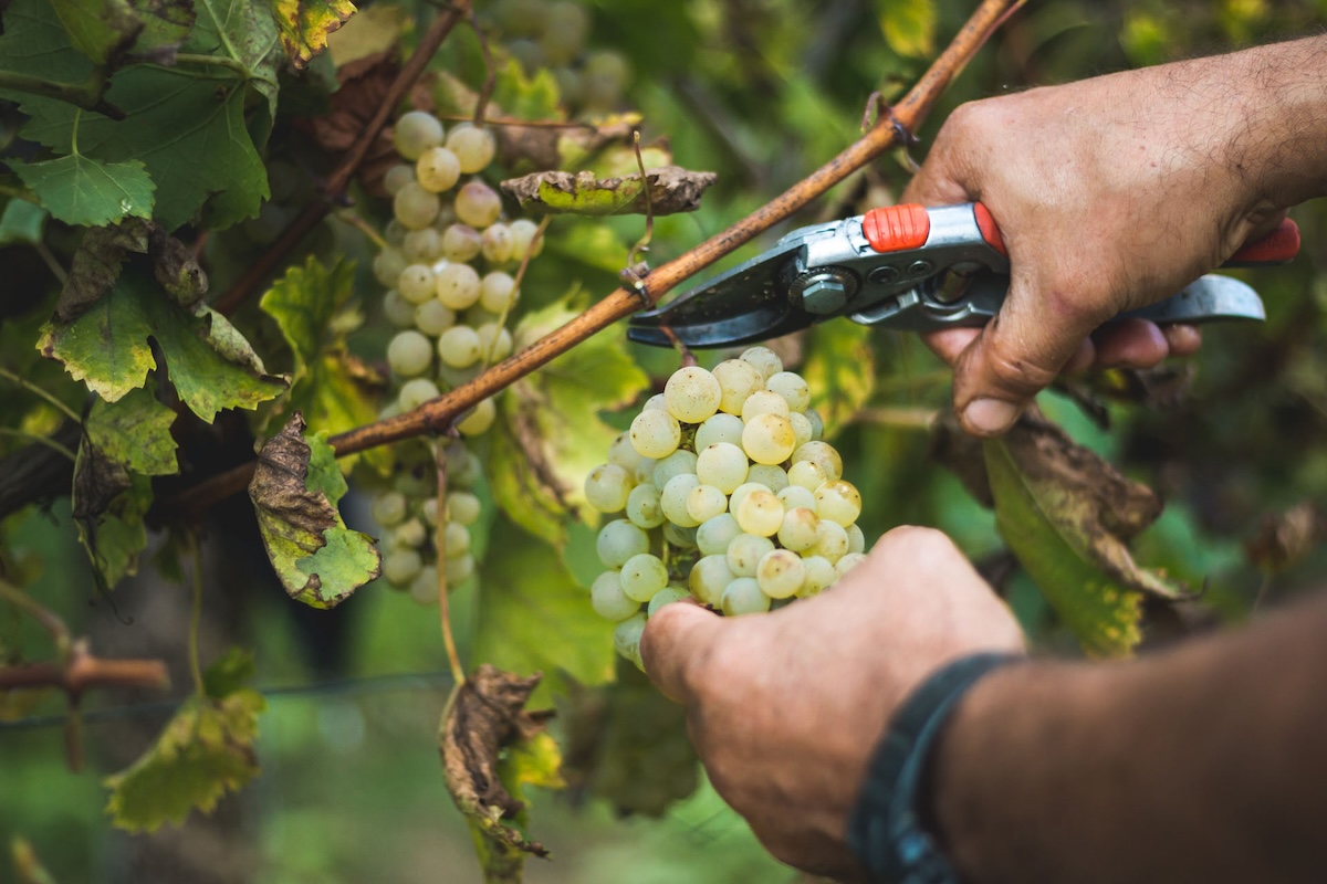 man cutting bunch of green grapes off the vine