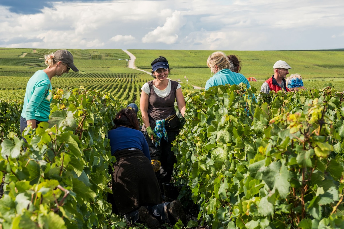 women cutting chardonnay grapes in large field