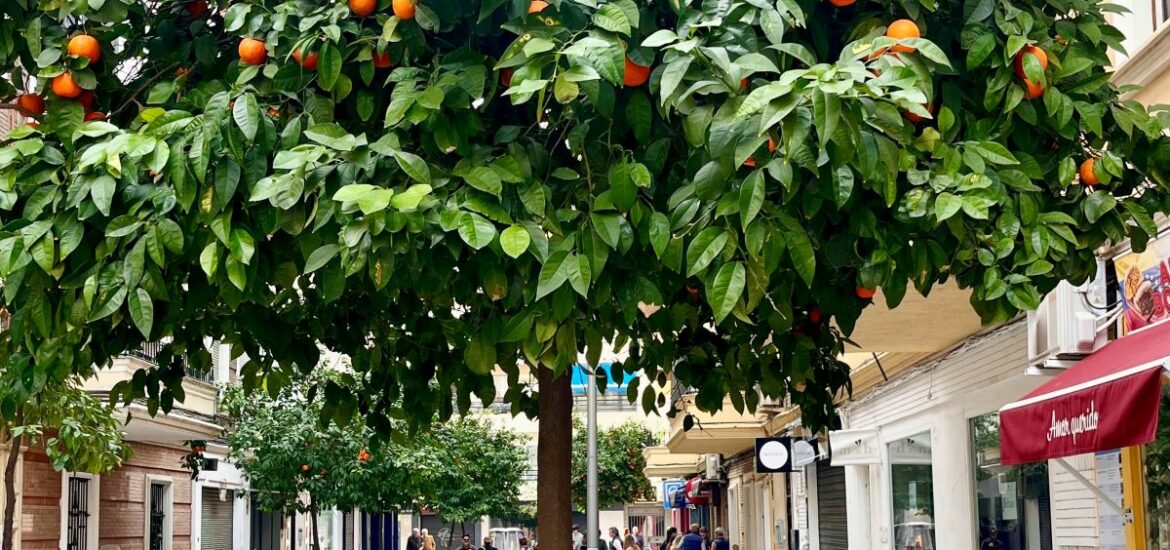 orange tree in Seville