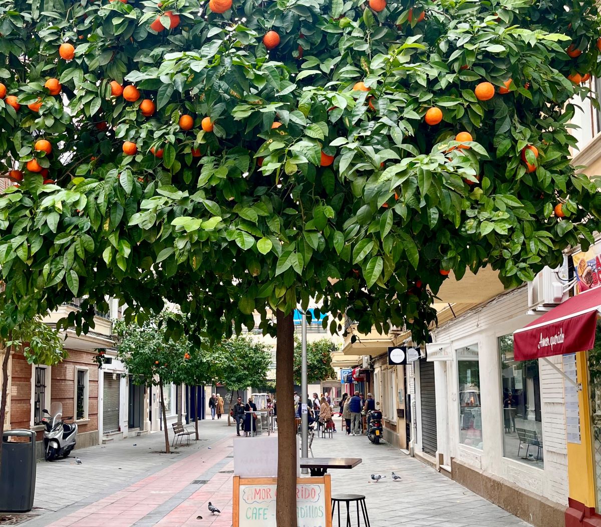 orange tree in Seville