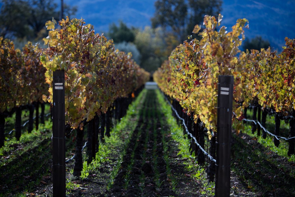 rows of grapes at vineyard being cultivated. 