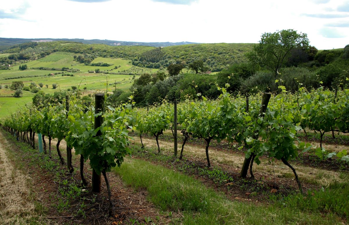 large fields filled with rows of grape vines