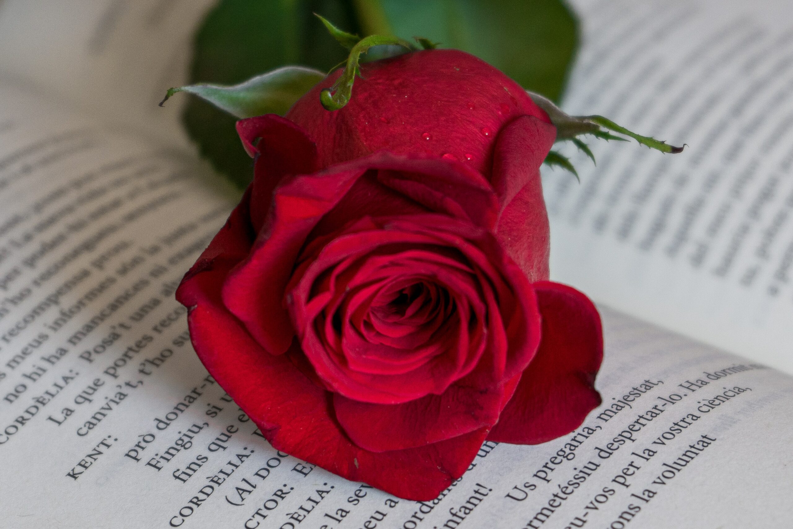 A rose on a book