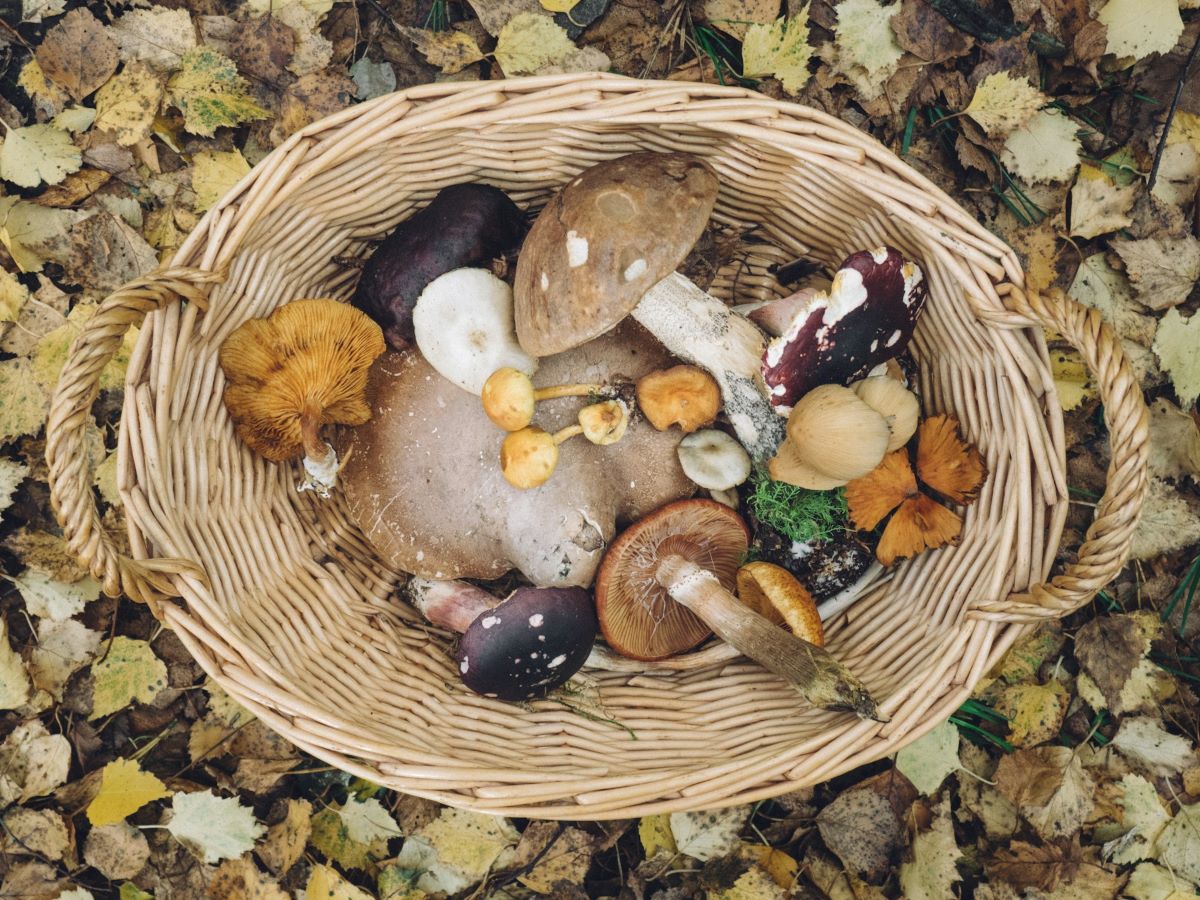 A basket full of mushrooms that someone foraged for.