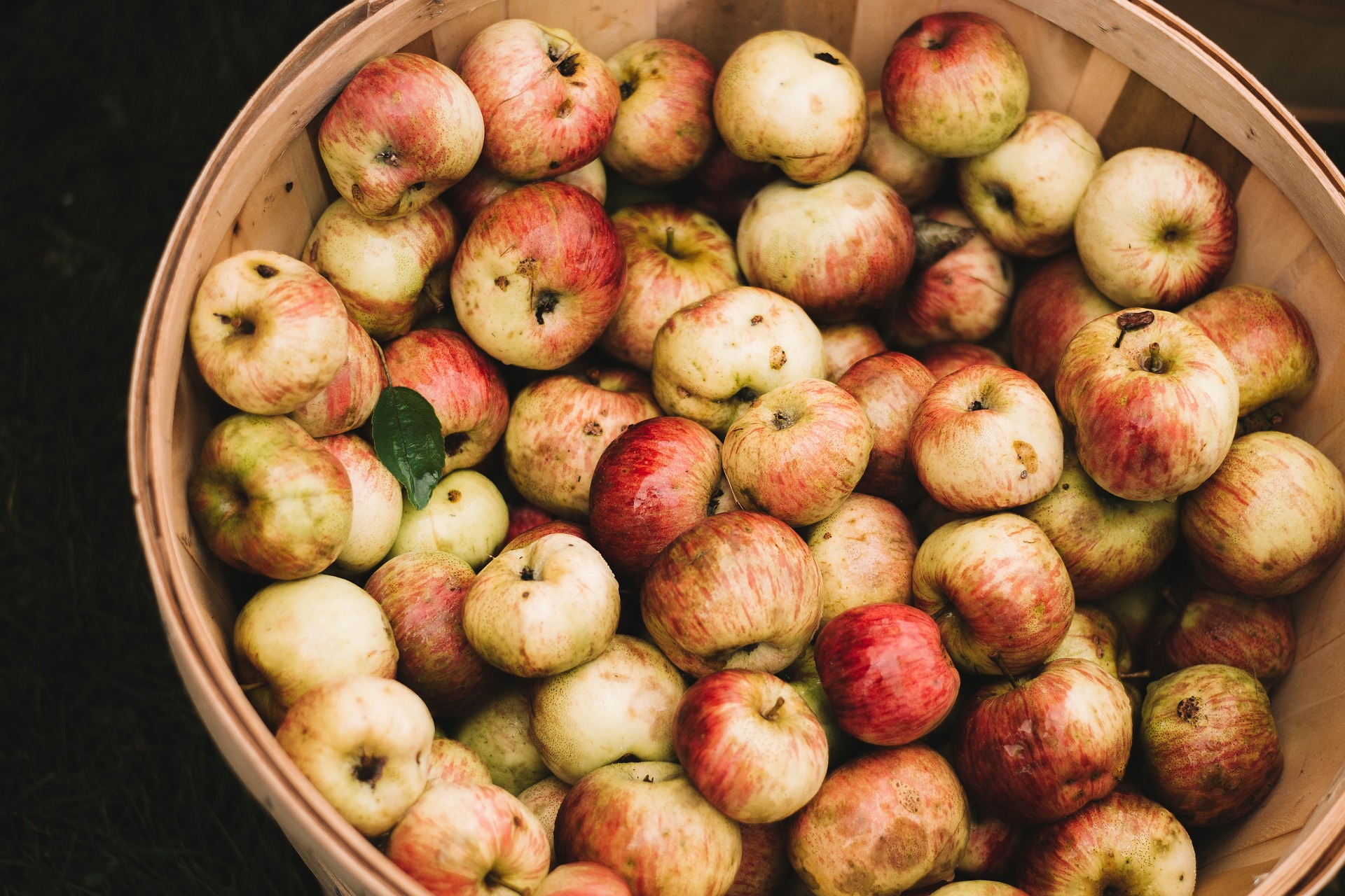 Cider apples in a basket 