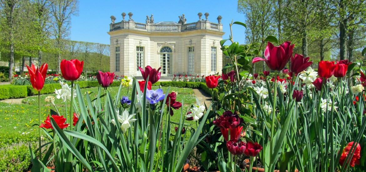 flowers and buildings in the background