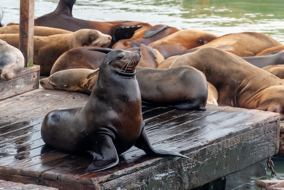 Sea lions lay on a dock taking in the sun on San Francisco's Pier 39