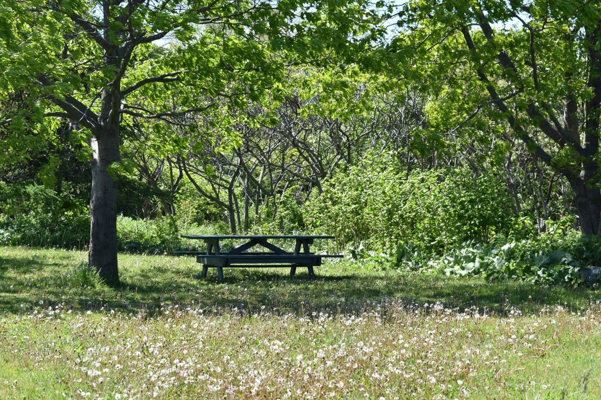 Picnic table in the middle of the woods