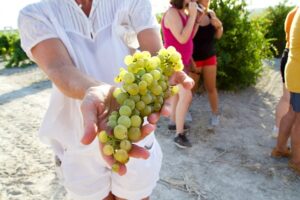 Wine Harvest Season in Spain: Everything You Need to Know
