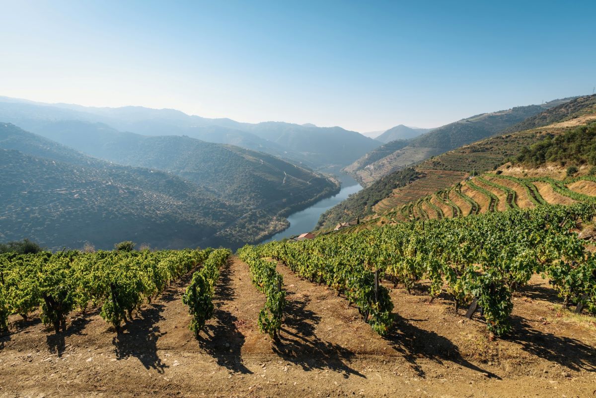 Duoro Valley vineyard next to the Duoro River in Portugal.