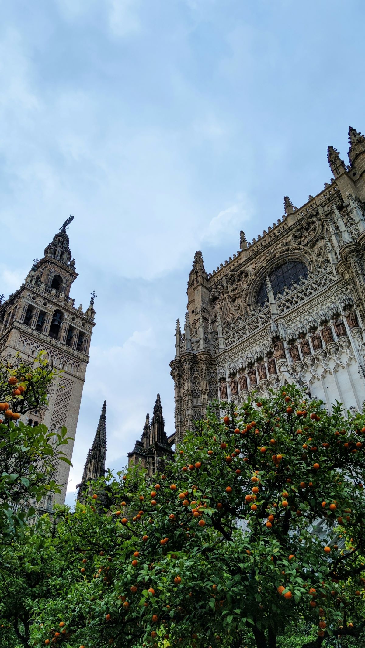 Orange trees outside of the cathedral in Seville.