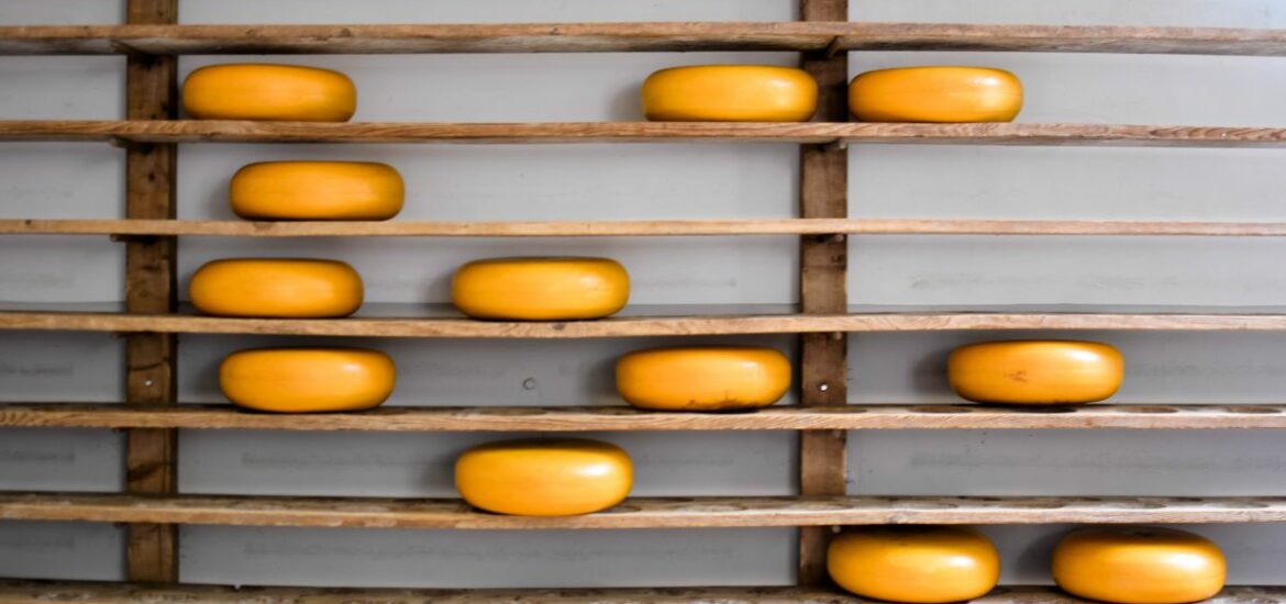 A rack of Gouda cheese