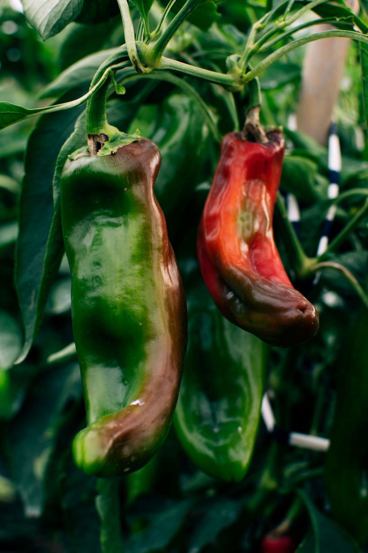 Peppers growing in a field.