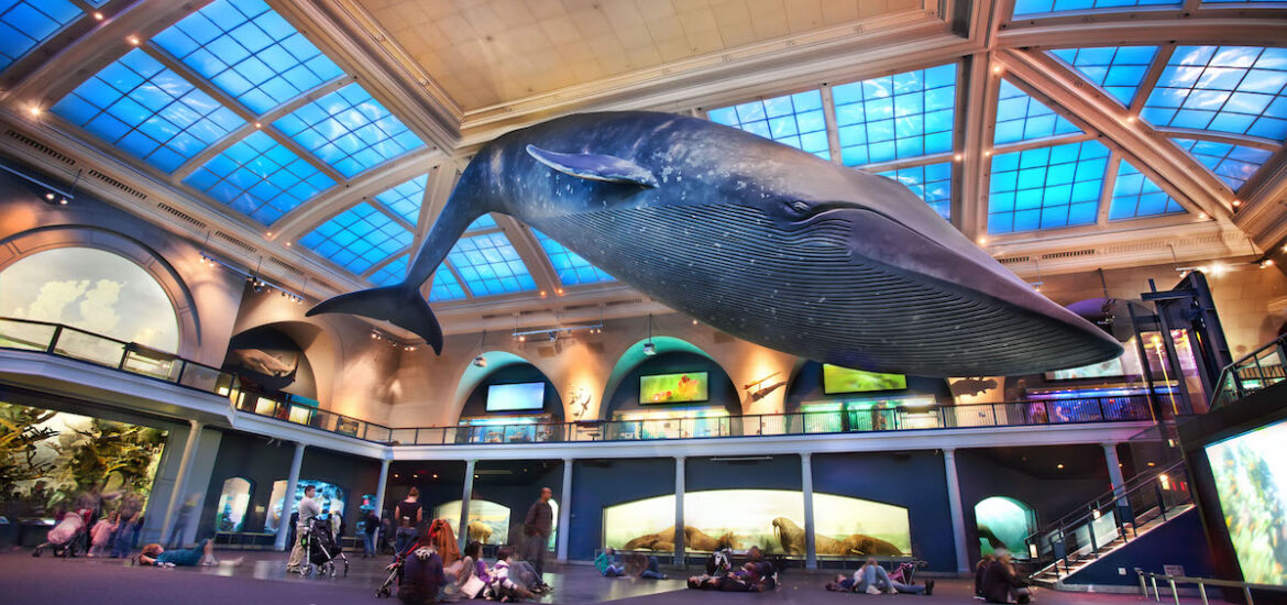 Massive blue whale replica suspended over an indoor atrium of a museum.