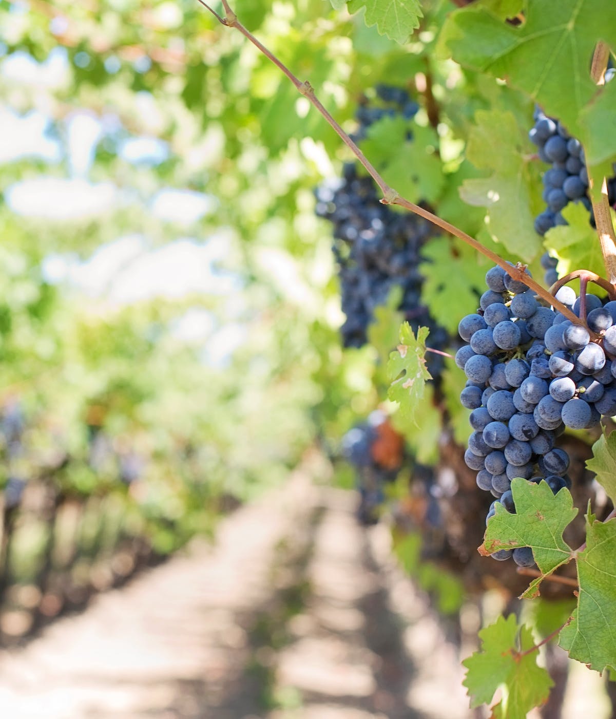 close-up of grapes growing in vineyard.