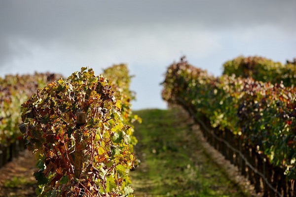 If you're looking for the best Portuguese wine, you must head to Alentejo and visit the vineyards.