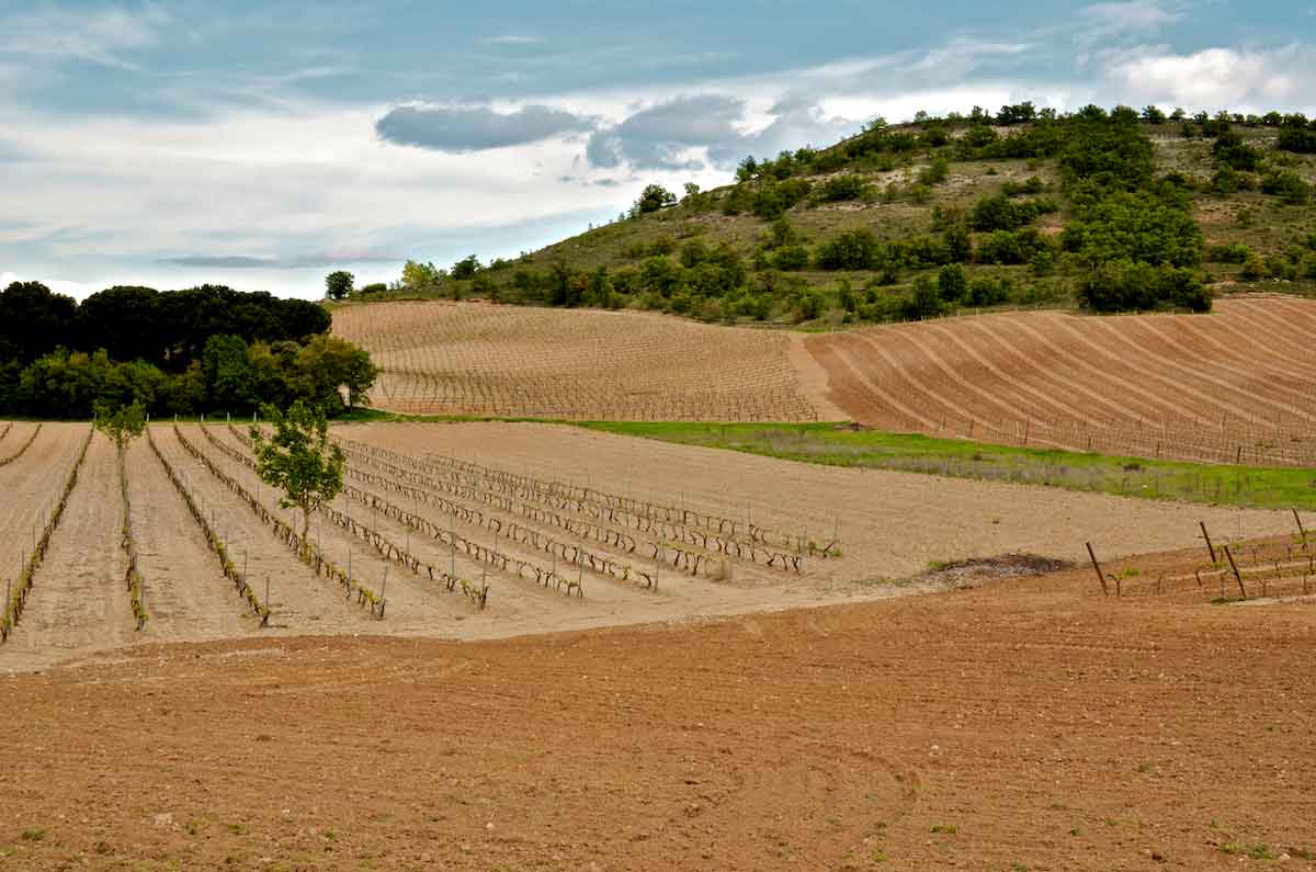 Vineyard fields situated near a hillside