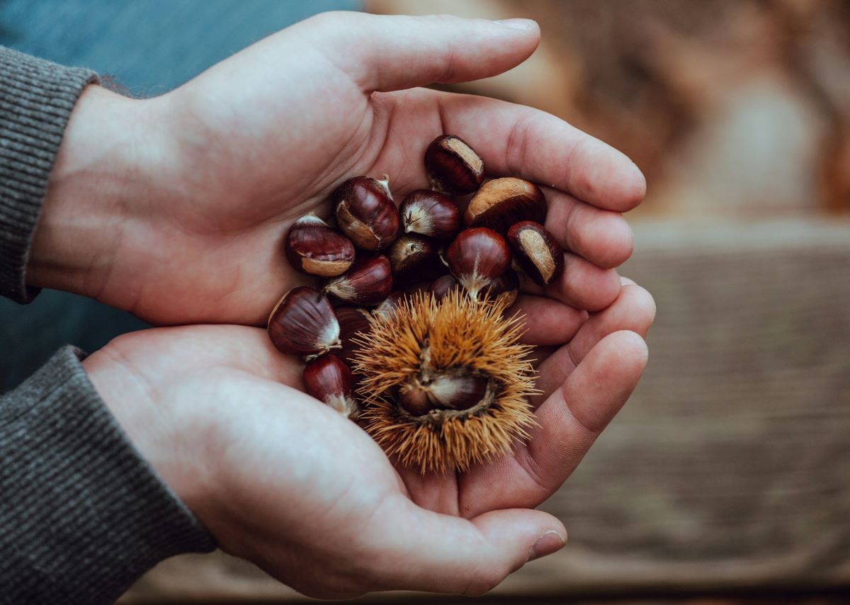 A person holding freshly picked chestnuts. 