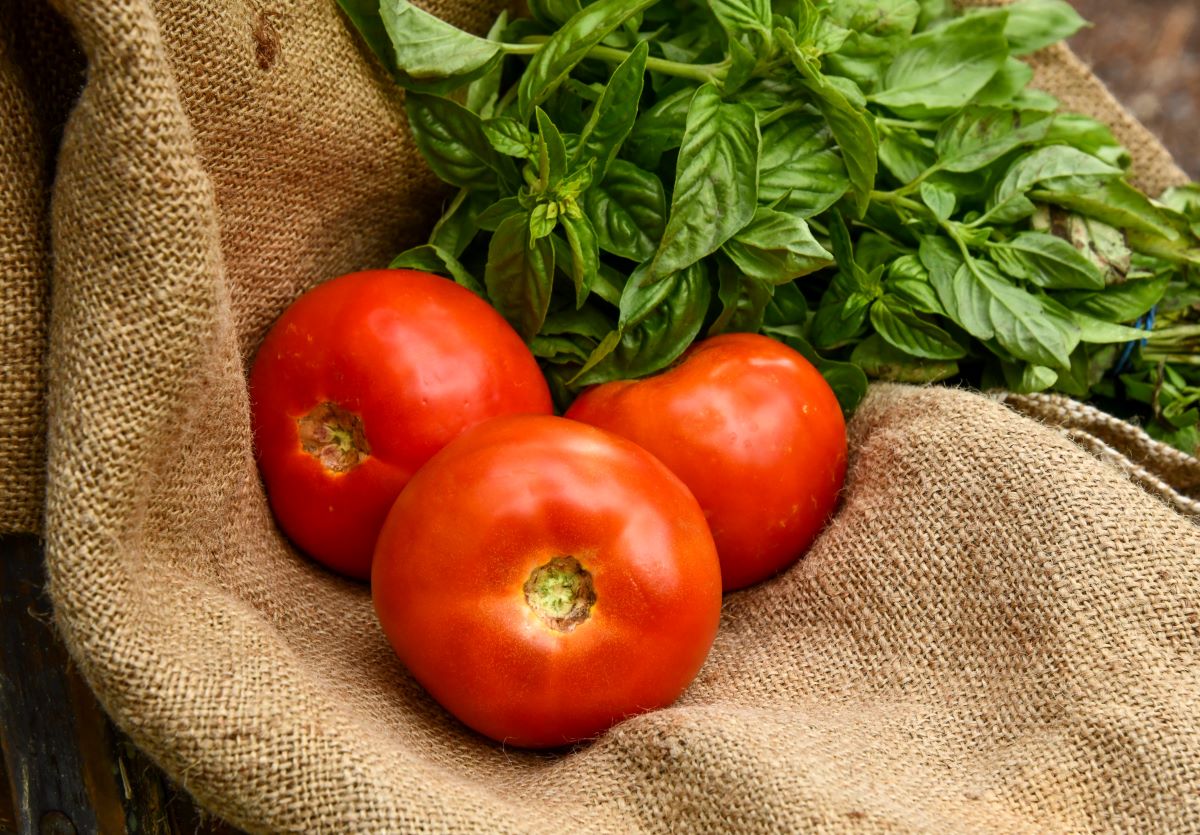 Three rip tomatoes and a bushel of basil on top of a burlap bag.