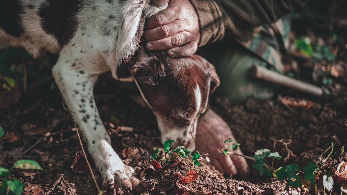 Brown and white dog sniffing in the dirt