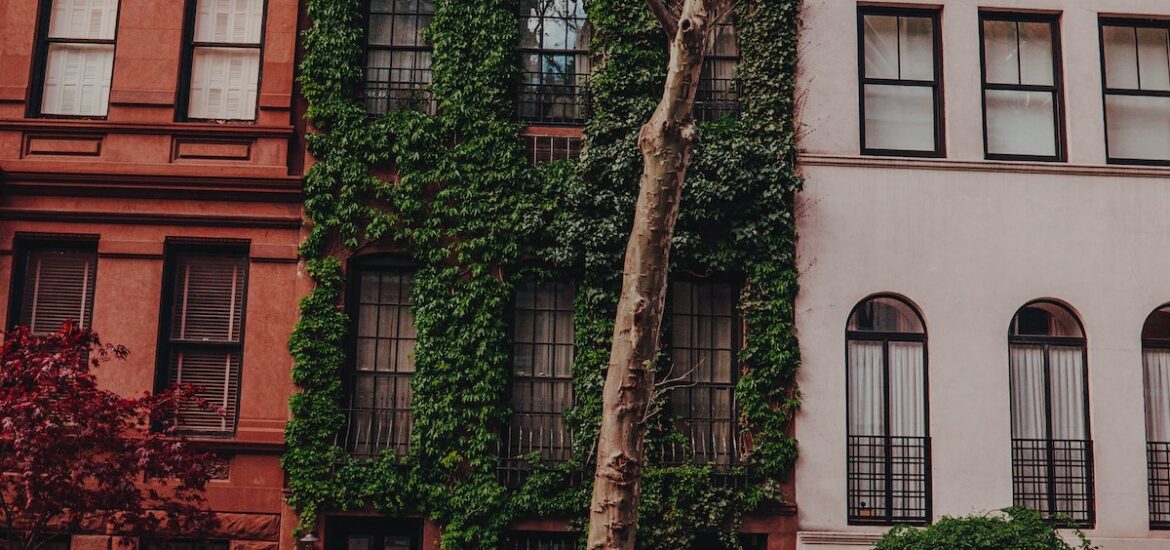 Three multi story buildings in New York City, with ivy covering the middle structure