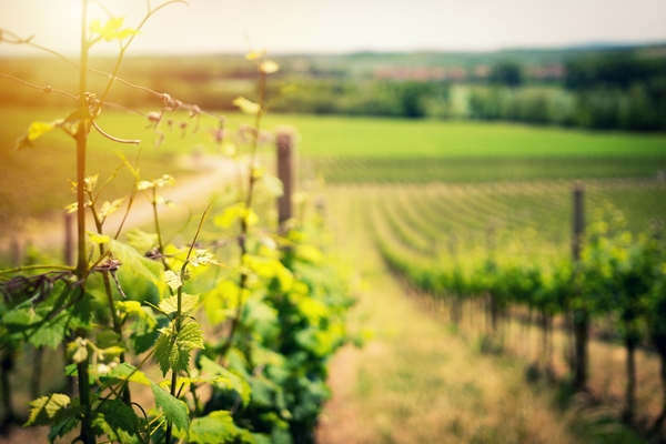 Principe Pallavicini is one of our favorite vineyards near Rome. It's home to stunning views and ancient ruins in addition to fabulous wines.