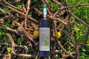 What is Txakoli? All About Basque Country’s Iconic Wine