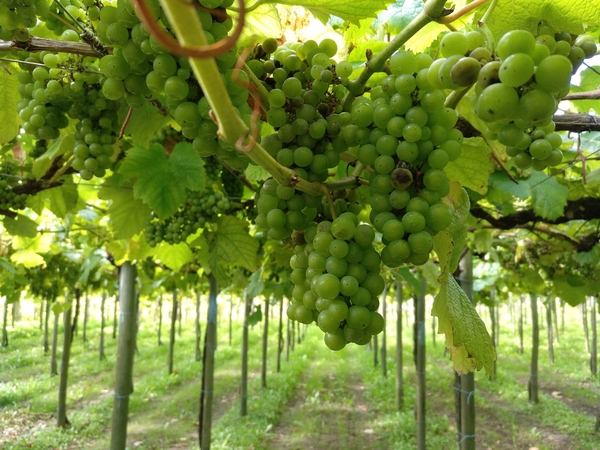Grapes growing on the vine at the Elkano vineyard, home to some of the Basque Country's best txakoli.