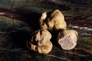 Guide to Tuscan Truffles (Including Truffle Hunting!)