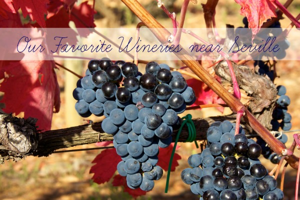 grapes in a Winery near Seville